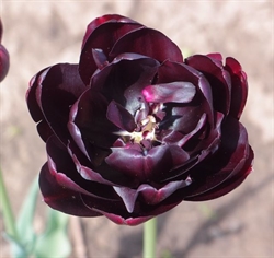 Tulipan Black Hero 8 løg